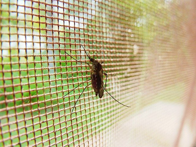 網戸にオレンジの卵が カメムシの卵 取り方と処理の仕方の参考に プラス思考で行こう